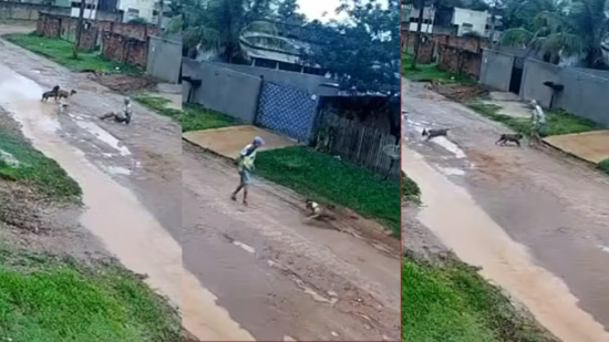 Idoso é atacado por dois pitbulls após cães pularem muro e fugirem para a rua