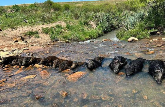 Mais de 500 mil javalis foram abatidos em 8 meses no Brasil