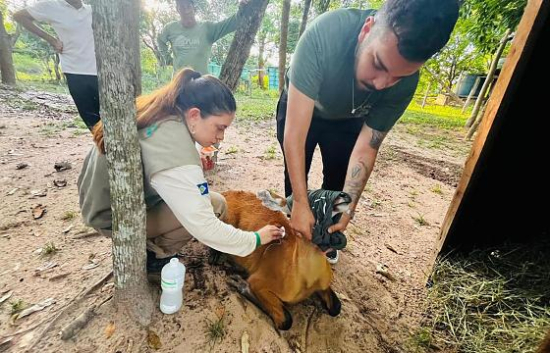 Sema promove reabilitação de animais resgatados na região do Pantanal