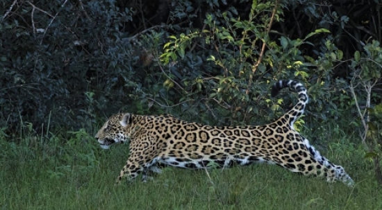 Projeto preservacionista da onça-pintada no Pantanal envolve o setor de turismo e fazendeiros