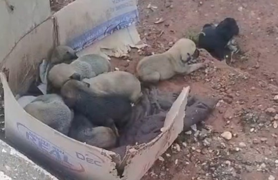 Filhotes de cachorro são encontrados abandonados em caixa em Pontal do Araguaia