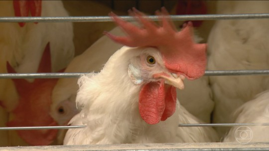 Mapa confirma caso de gripe aviária em aves domésticas de subsistência em Cuiabá