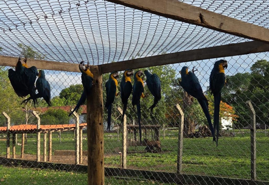 Dezoito filhotes e juvenis foram destinados pela Sema para Área de Soltura de Animais Silvestres em Cocalinho