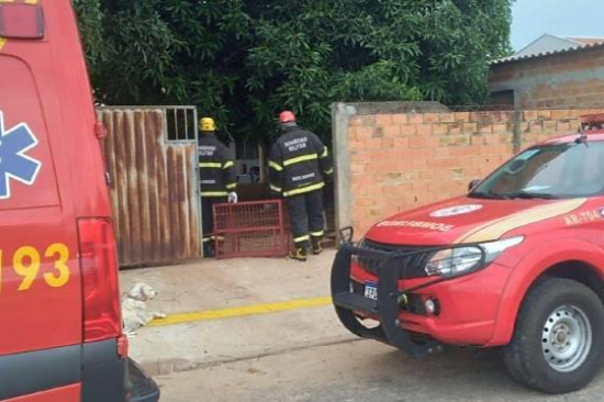 Onça-parda é resgatada em lavanderia de residência em Nova Xavantina