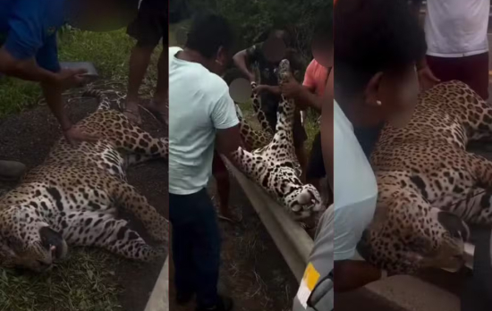 Onça-pintada sagrada é atropelada na BR-070 e recebe ritual fúnebre indígena após comoção nas redes