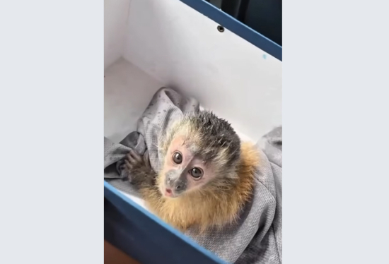 Filhote de macaco-prego é resgatado abraçado à mãe morta após atropelamento em área urbana