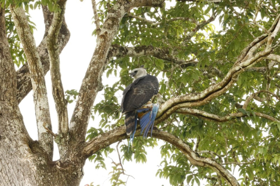 Gavião-real é flagrado atacando arara-canindé em reserva ecológica de Mato Grosso