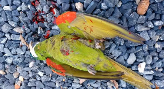 Homem é preso suspeito de matar arara-maracanã com espingarda em MT