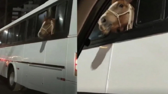 Carona peculiar: cavalo é flagrado dentro de ônibus em Criciúma (SC)