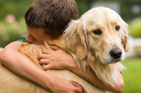Estudo aponta que perda de animal de estimação pode causar luto tão intenso quanto a perda de um humano