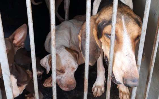 ALMT orienta protetores sobre regularização de ONGs e fortalecimento da proteção animal