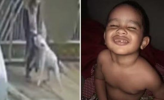 Pit bull ataca criança de dois anos em calçada de bairro residencial