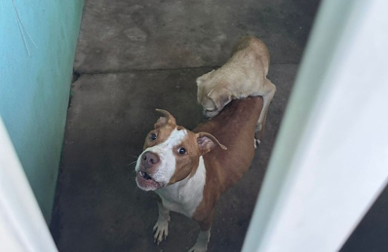 Cachorros são resgatados em residência após duas semanas abandonados