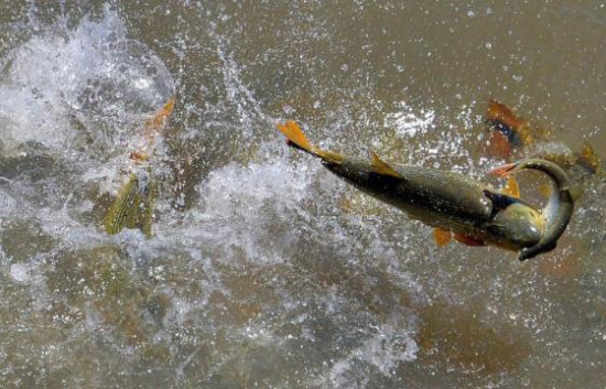 Fim da piracema libera pesca em Mato Grosso a partir de hoje (1)