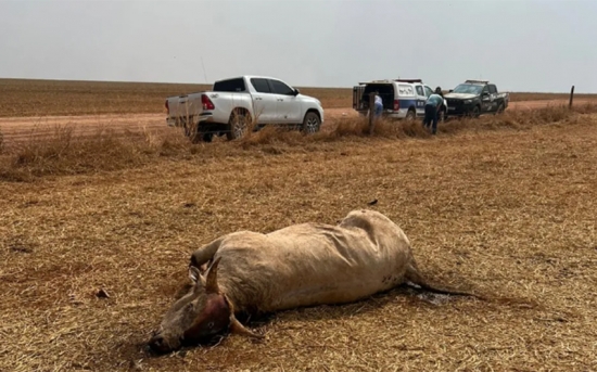 Câmara de General Carneiro (MT) abre CPI contra vereador suspeito de roubar gado em fazenda