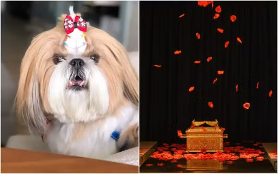 Mercado de serviços funerários para pets cresce com mudança cultural