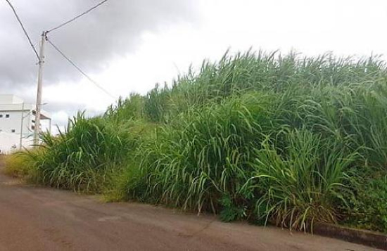 Prefeitura de Barra do Garças notifica proprietários para limpeza de lotes