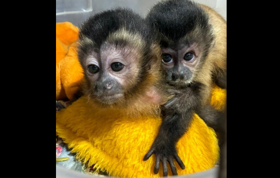 Sema reintegra filhote órfão de macaco-prego à vida livre em área de soltura