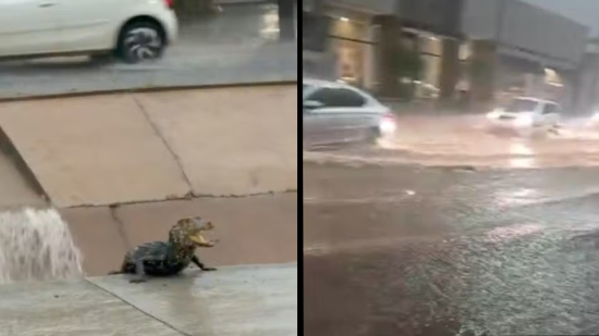 Temporal provoca alagamentos, afeta unidades de saúde e até filhote de jacaré é visto em ruas de Cuiabá