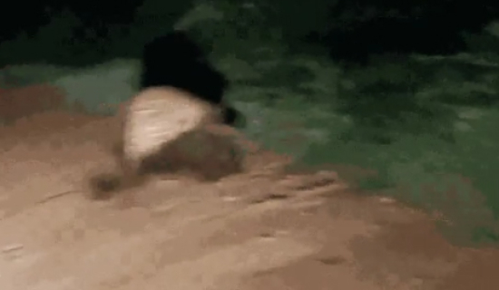 Onça-pintada recua após confronto raro com tamanduá-bandeira no Pantanal