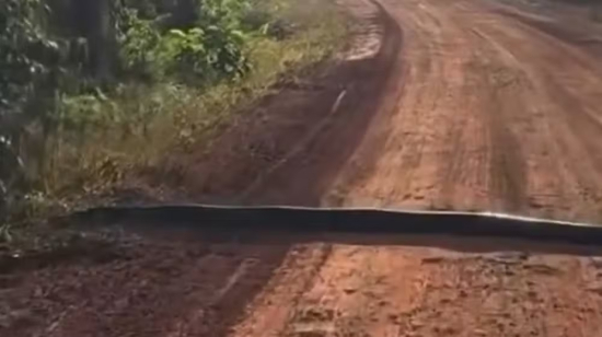 Sucuri-verde é flagrada atravessando estrada rural em MT
