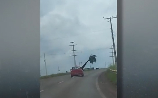 Motorista é flagrado transportando coqueiro “de carona” em carro e pode levar multa 