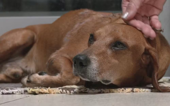 Cachorro comunitário é atacado com líquido quente enquanto dormia
