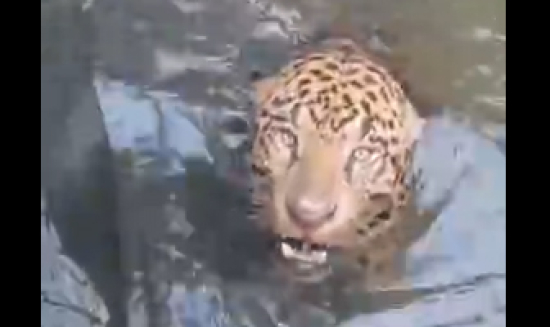 Onça-pintada é resgatada após ficar presa em canal de usina