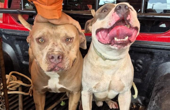 Corpo de Bombeiros contém cães da raça pitbull soltos em rua