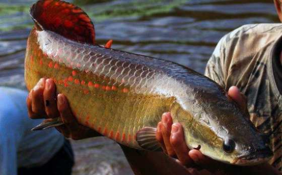 Ibama classifica pirarucu como espécie invasora fora da Amazônia e libera abate sem restrições