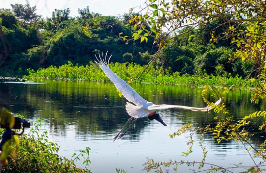 Governo amplia unidades de conservação e reforça proteção do Pantanal em MT