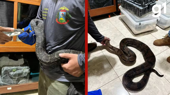 Polícia apreende 29 animais silvestres em residência de Cuiabá