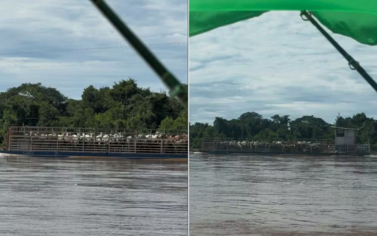 Balsa com dezenas de bois chama atenção de pescadores no Rio Araguaia
