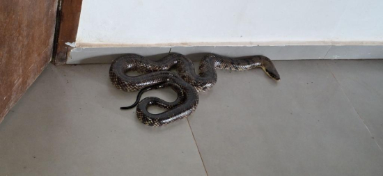 Bombeiros militares capturam cobra caninana de 2,5 metros de comprimento nas dependências de órgão municipal