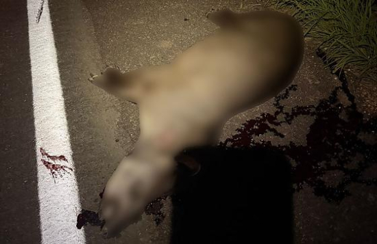 Após colidir com anta na MT-100, motociclista fica em estado grave