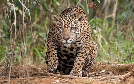 Mulher é socorrida em estado grave após ser atacada em zoológico