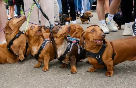 Barra do Garças recebe encontro de cães da raça “salsicha” com programação especial