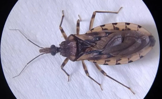 Novos casos de Doença de Chagas acendem alerta para avanço da doença