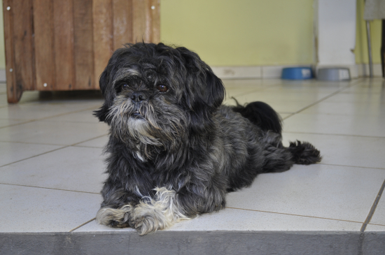 Lei regulamenta guarda compartilhada de pets em caso de separação