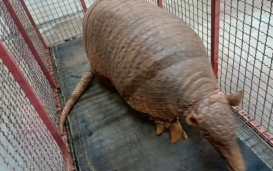 Tatu-canastra é resgatado após aparecer em área urbana