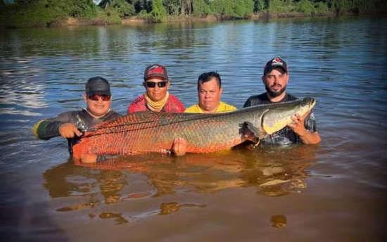 Guias fisgam pirarucu de mais de dois metros no rio Araguaia e impressionam pescadores