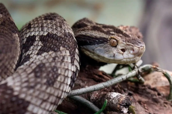 Goiás registra quatro mortes e mais de 580 acidentes com cobras em quatro meses