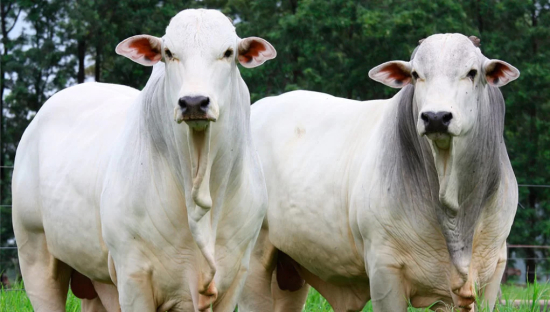 Indea intensifica ações para conter focos de raiva bovina em Mato Grosso