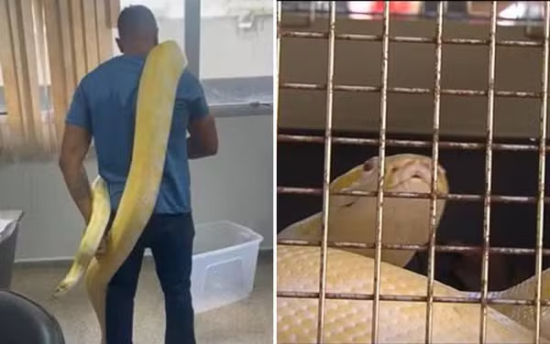 Criador de píton flagrada em rua mantinha outras serpentes exóticas em casa, diz polícia