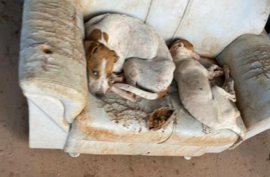 Projeto que torna maus-tratos a animais crime hediondo avança na Câmara