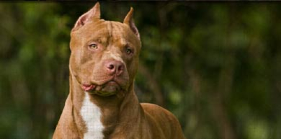 Projeto de lei propõe proibição da criação de pitbulls em Mato Grosso