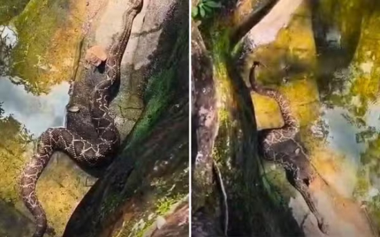 Cobra cascavel em trilha turística acende alerta para riscos e segurança de visitantes
