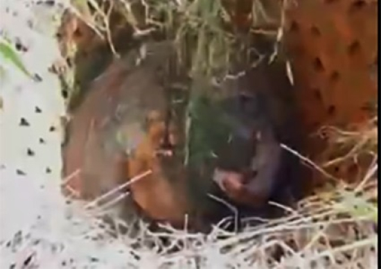Cachorros caramelos são resgatados após caírem em fossa de terreno baldio