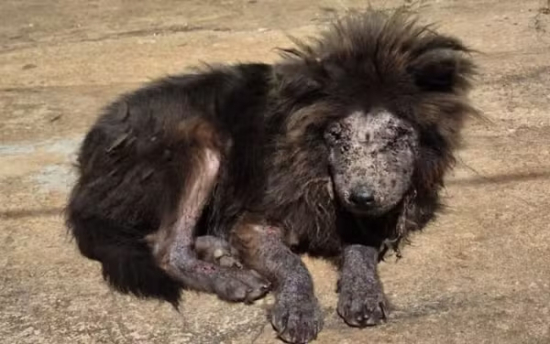Mulher é presa em flagrante por maus-tratos a cães abandonados em residência