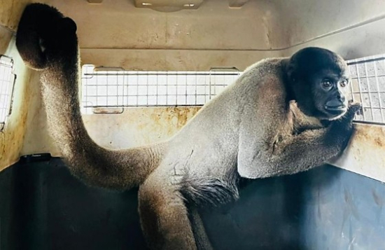 Sema transfere macacos-barrigudos ameaçados de extinção para santuário em MG